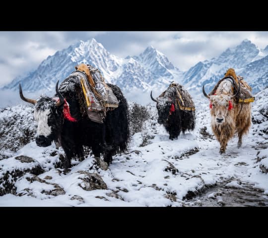Yaks in a Snowy Himalayan Mountain Landscape